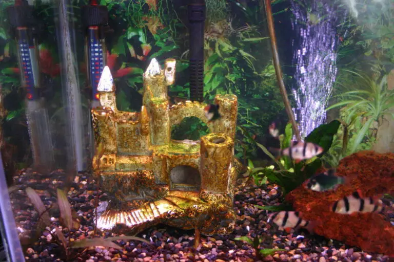 How to Get Rid of Diatoms in Freshwater Aquarium? Aquariumia