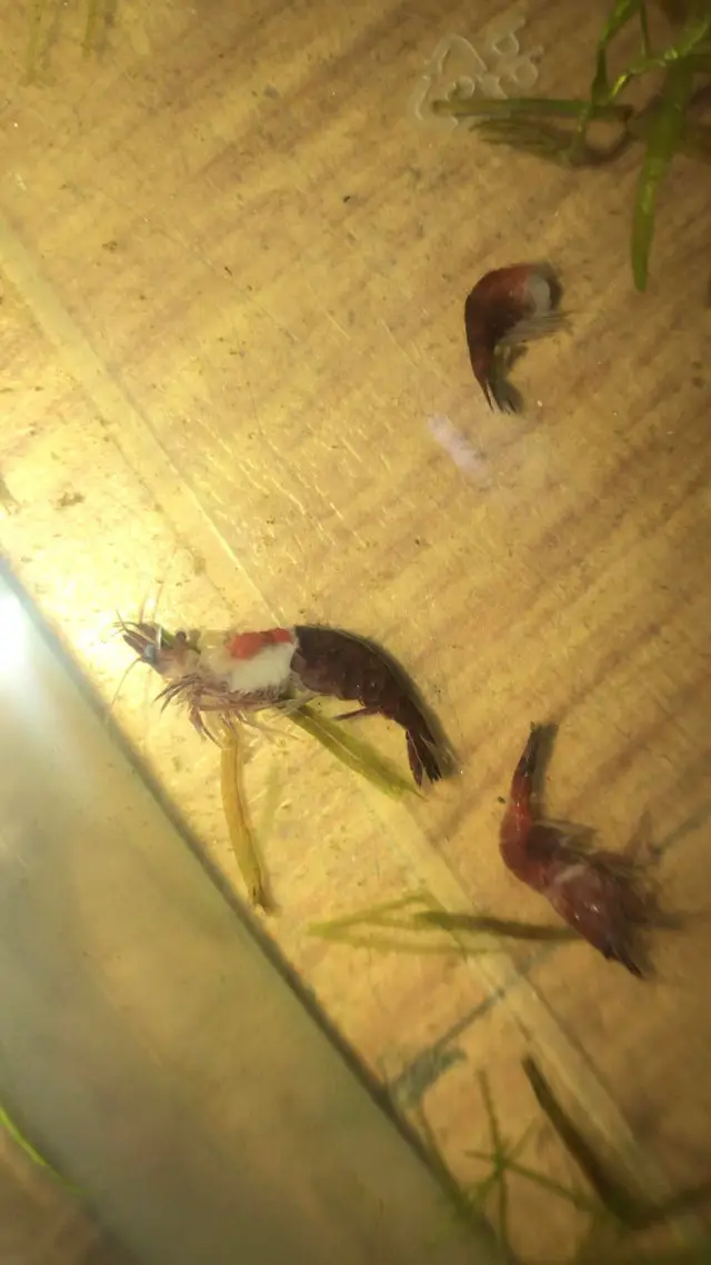 https://aquariumia.com/do-shrimp-die-after-giving-birth/