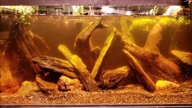 How to Remove Tannins from Aquarium Water?