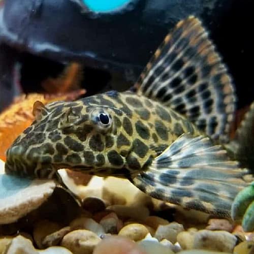 https://aquariumia.com/blog/page/30/