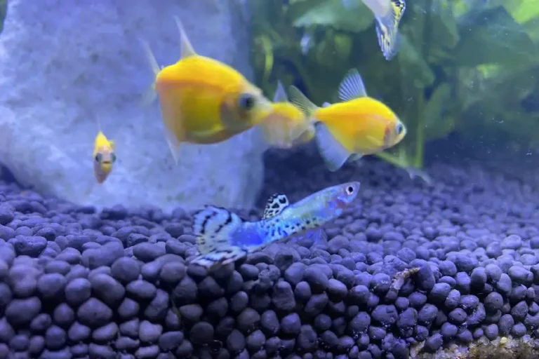 Do Glofish Need an Air Pump?