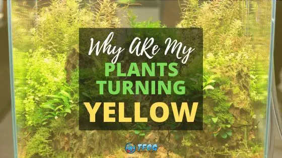 https://aquariumia.com/why-are-my-aquarium-plants-turning-yellow/