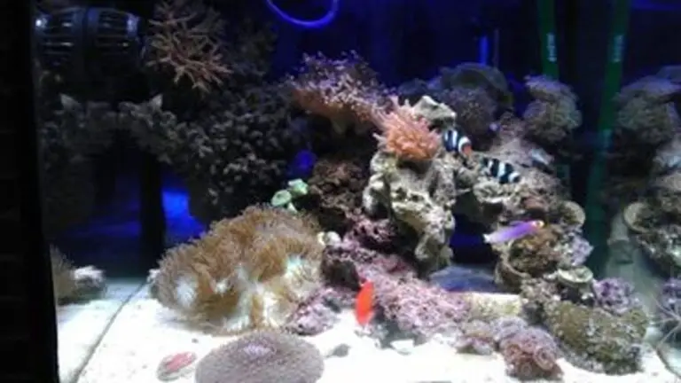 Are UV Sterilizers Good for Saltwater Aquariums?