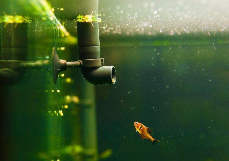 Why Fish Tank Filter Stopped Working After Cleaning?