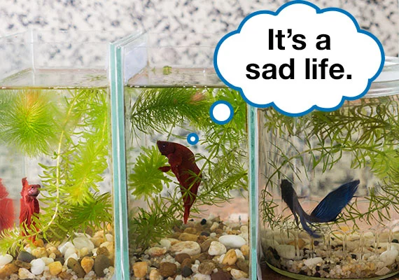 https://aquariumia.com/how-many-gallons-of-water-does-a-betta-fish-need/