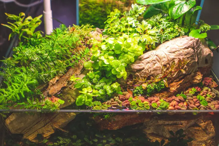 Creeping Jenny Aquarium