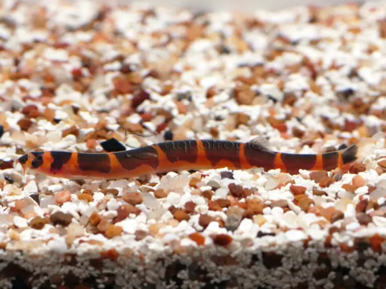 Freshwater Aquarium Eel Like Fish