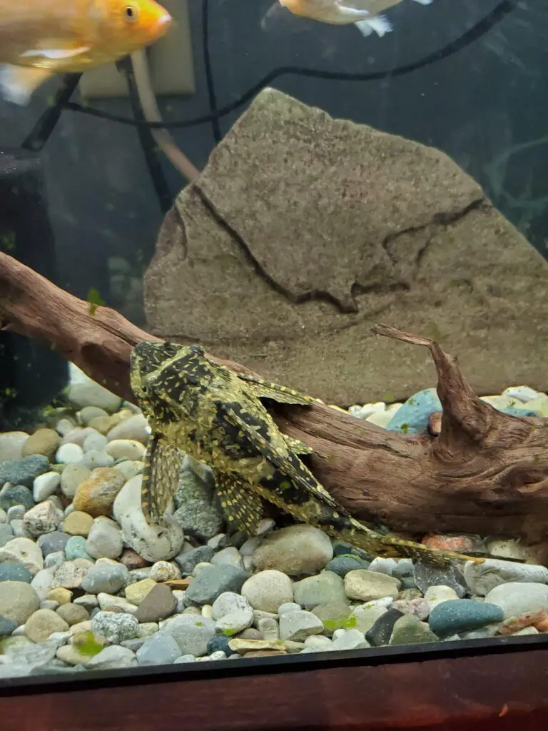 Do Plecos Change Color?