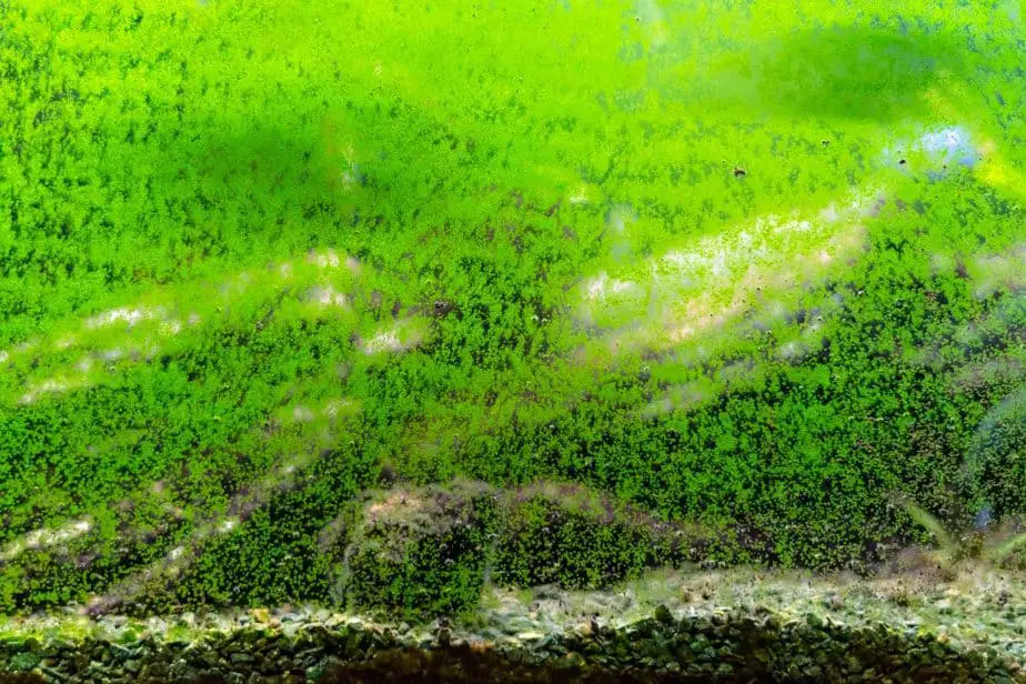 https://aquariumia.com/how-much-hydrogen-peroxide-per-gallon-of-water-aquarium/