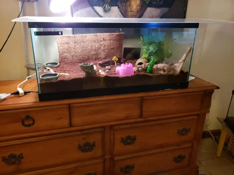 How Big is a 40 Gallon Tank?