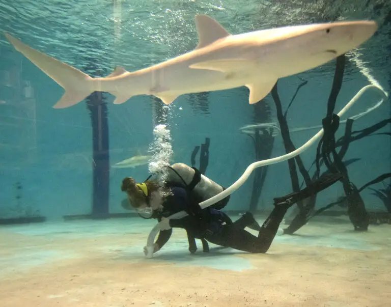 Does the Boston Aquarium Have Sharks?