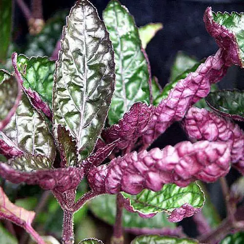 https://aquariumia.com/purple-waffle-plant-aquarium/