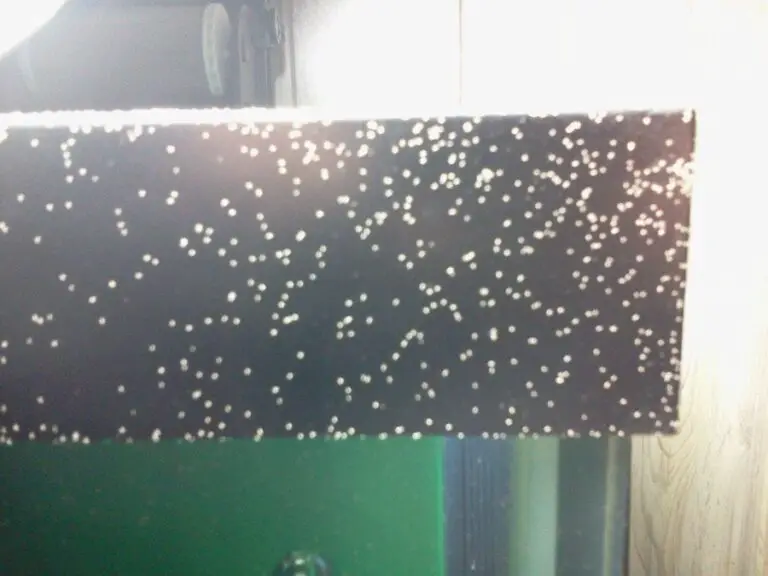 Tiny White Bugs in Aquarium