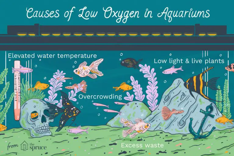 How to Increase Oxygen in Fish Tank?
