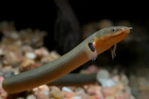 https://aquariumia.com/page/28/