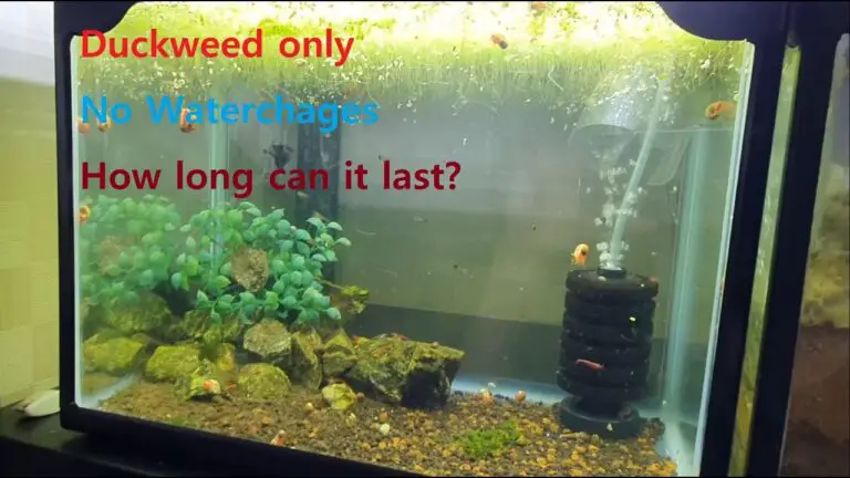Duckweed in Aquarium With Filter