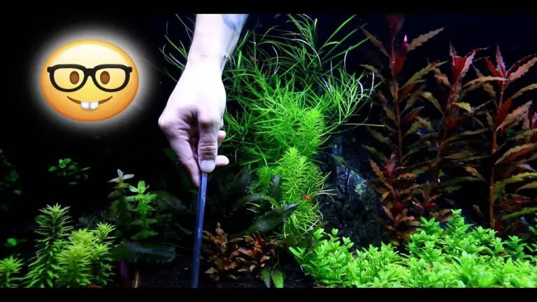 How to Trim Aquarium Plants?