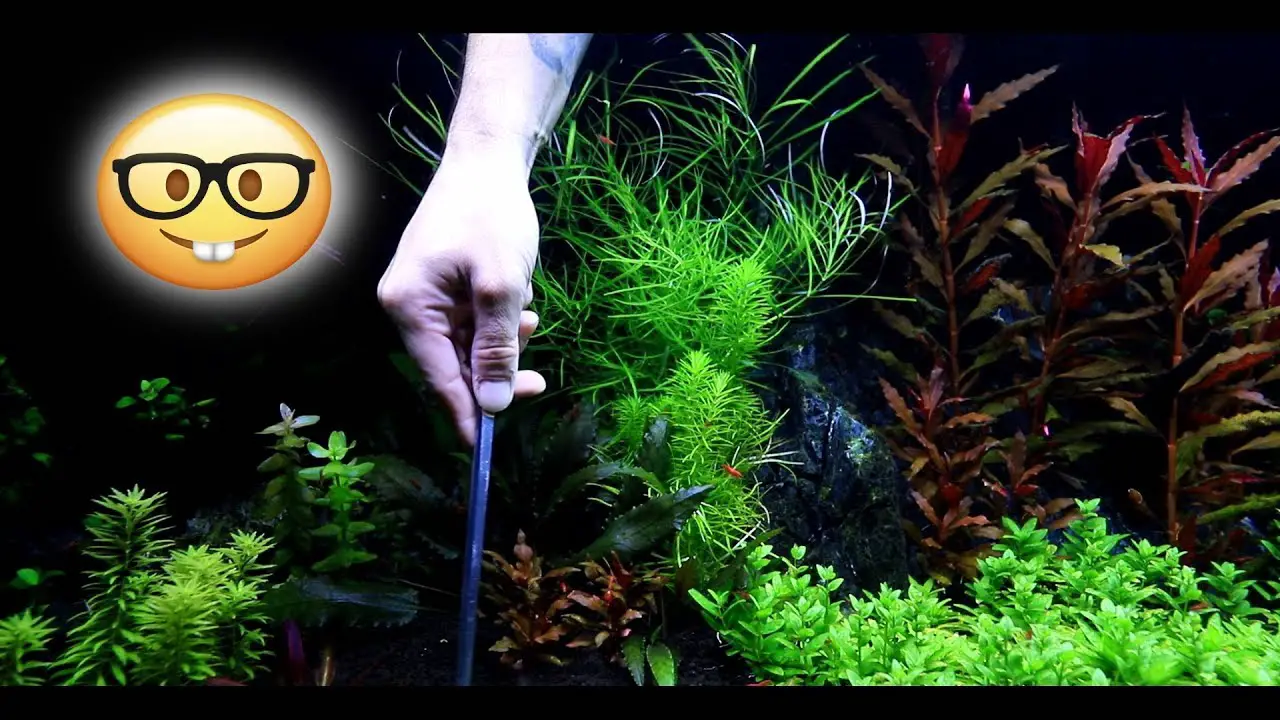 https://aquariumia.com/how-to-trim-aquarium-plants/