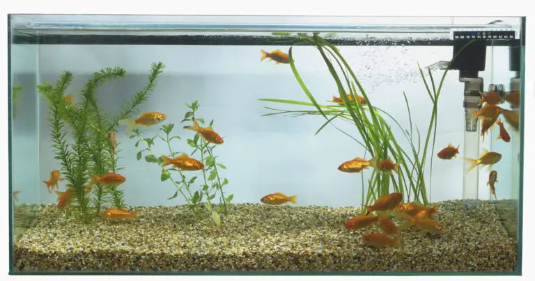 What are the Different Types of Aquarium Filters for Fish Tanks?