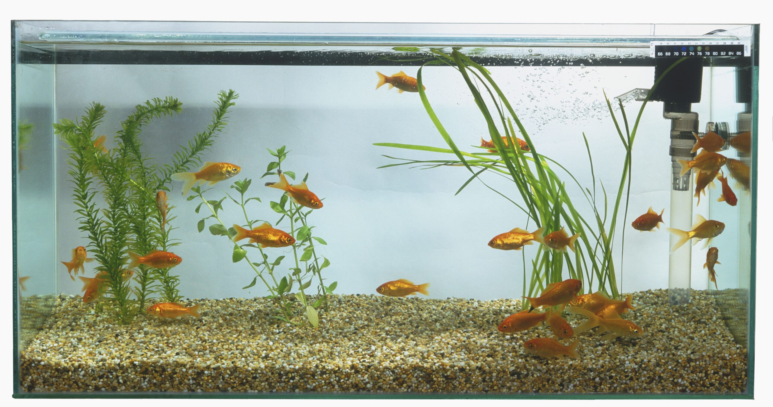 https://aquariumia.com/what-are-the-different-types-of-aquarium-filters-for-fish-tanks/
