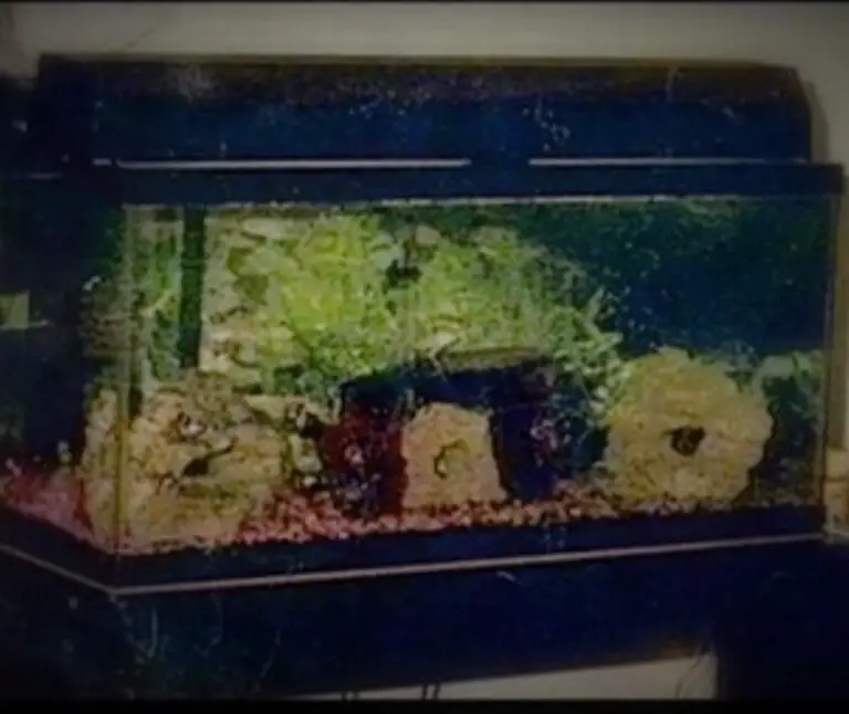 Jeffrey Dahmer Fish Tank