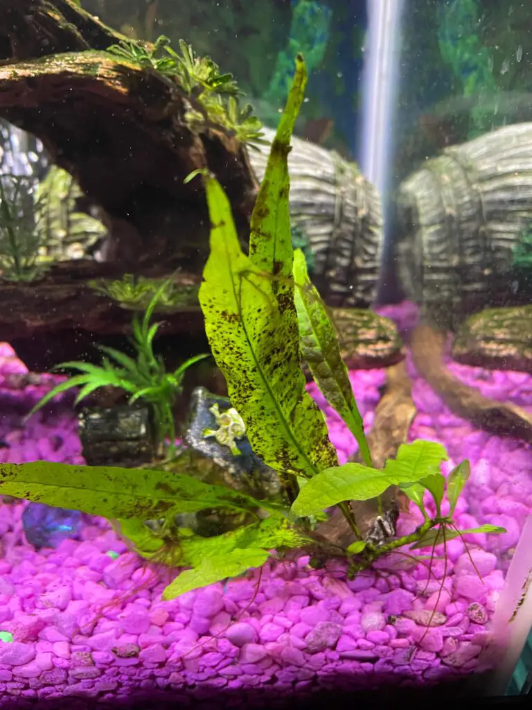 Java Fern Turning Black