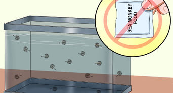 How to Keep Your Sea Monkeys Alive