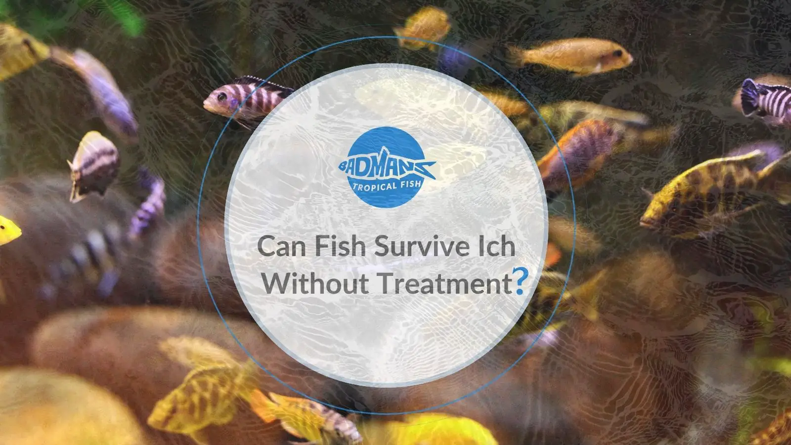 Can Ich Survive Without Fish? - Aquariumia
