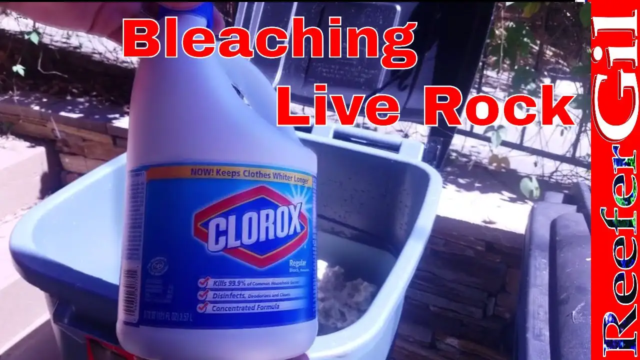 can-i-bleach-saltwater-aquarium-rocks-aquariumia