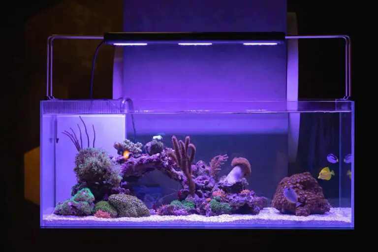 40 Gallon Breeder Reef Tank