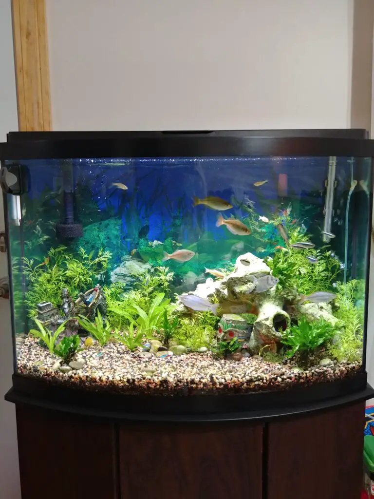 Best Fish for 36 Gallon Bow Front