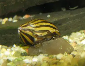 https://aquariumia.com/will-aquarium-salt-kill-snails/