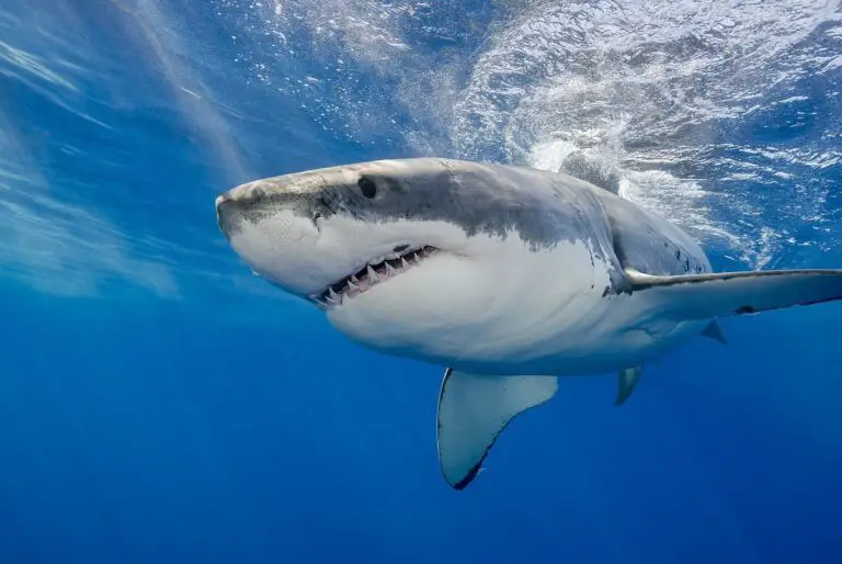 Why are There No Great White Sharks in Aquariums?