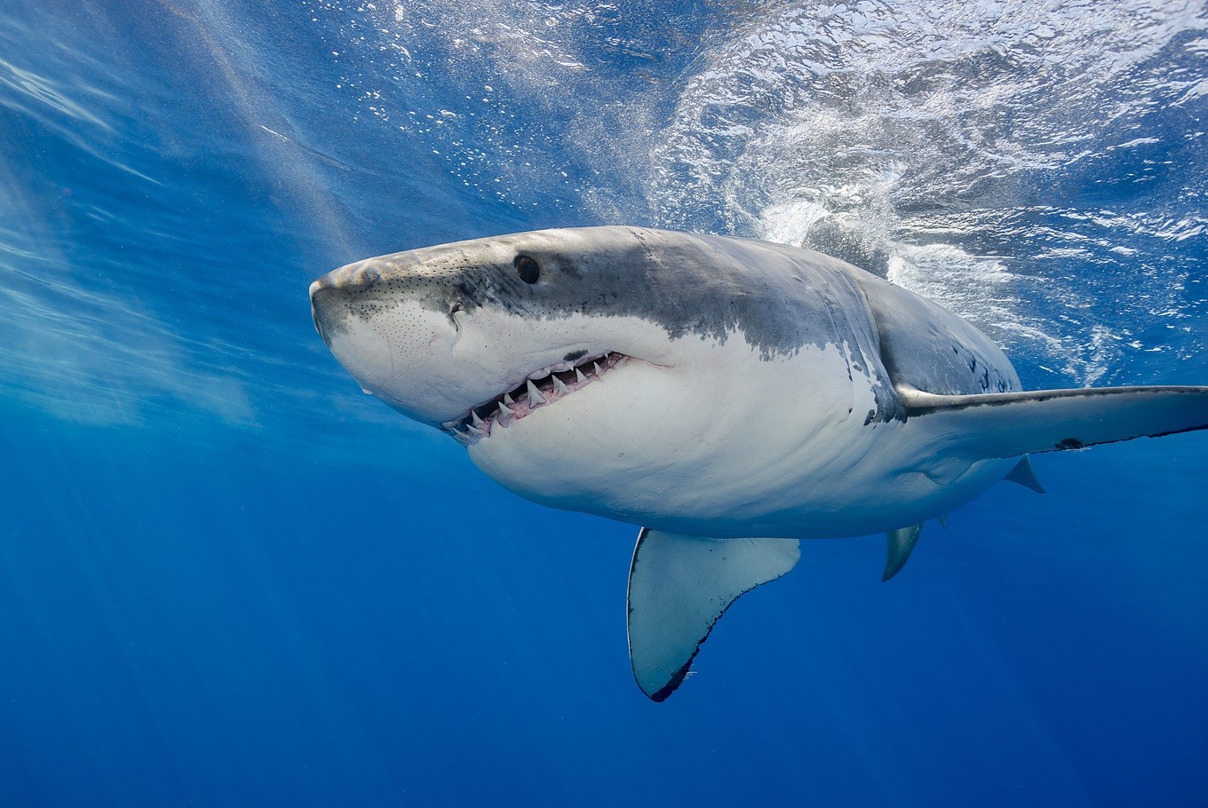 https://aquariumia.com/why-are-there-no-great-white-sharks-in-aquariums/