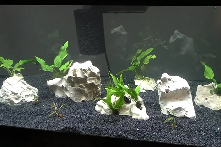 https://aquariumia.com/how-to-tie-java-fern-to-rock/