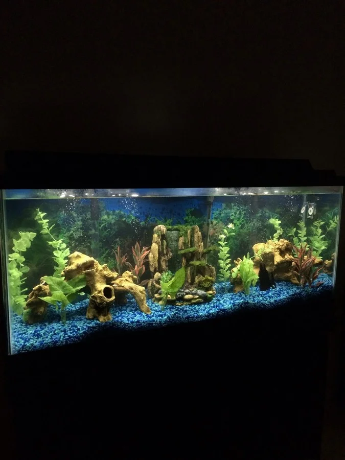 https://aquariumia.com/how-many-silver-dollar-fish-in-a-55-gallon-tank/