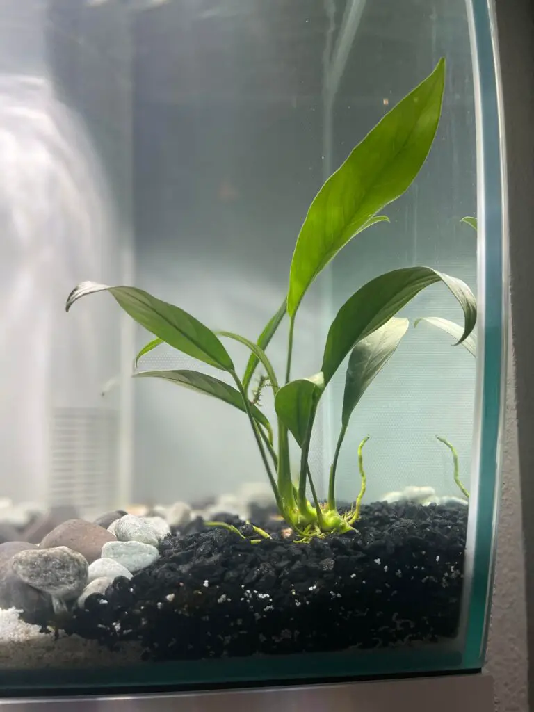 How to Plant Anubias in Gravel?