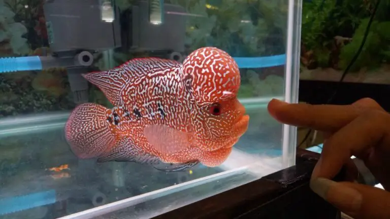 How Big Do Flowerhorns Get?