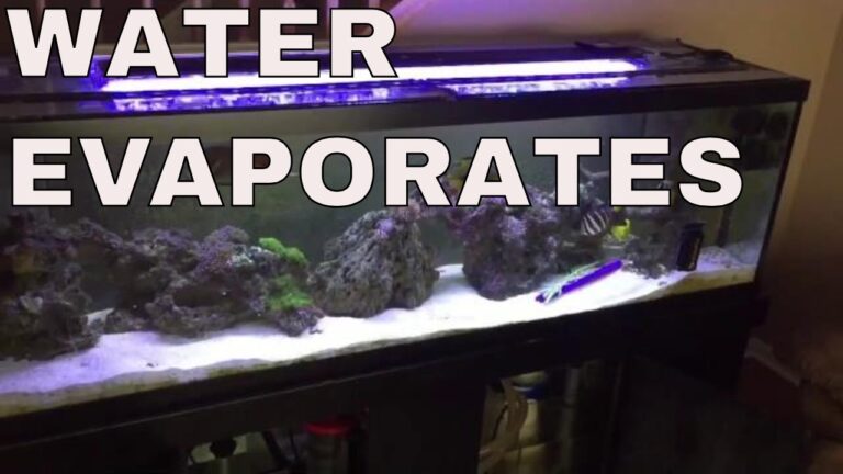 What to Do When Water Evaporates from Fish Tank?