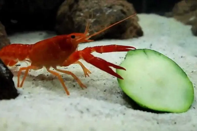 Will Crayfish Eat Shrimp?