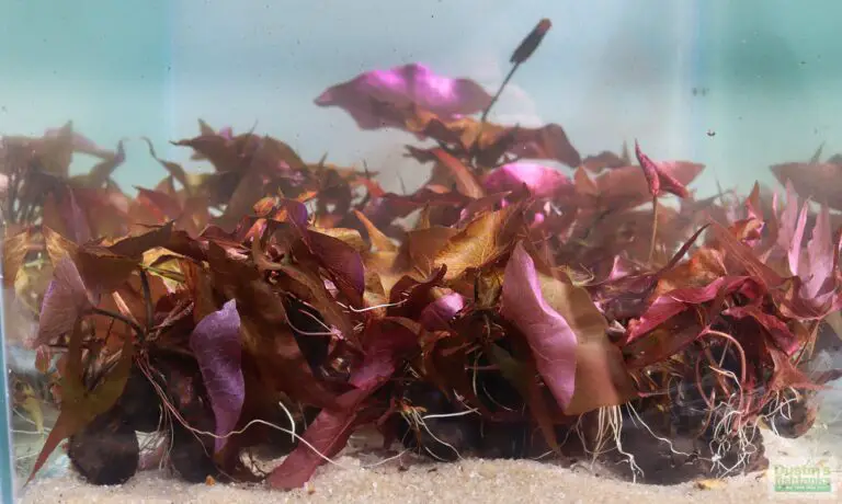 Dwarf Aquarium Lily vs Tiger Lotus