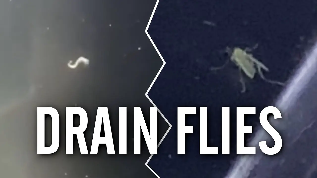 https://aquariumia.com/drain-fly-larvae-in-aquarium/