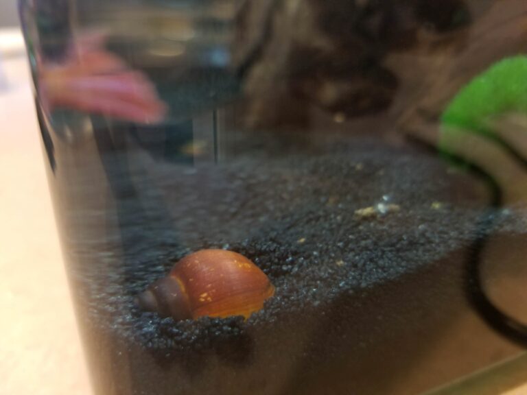 Do Mystery Snails Burrow?