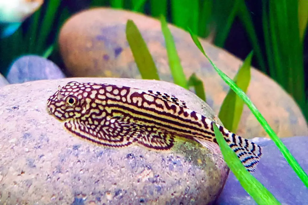 https://aquariumia.com/butterfly-loach-care/