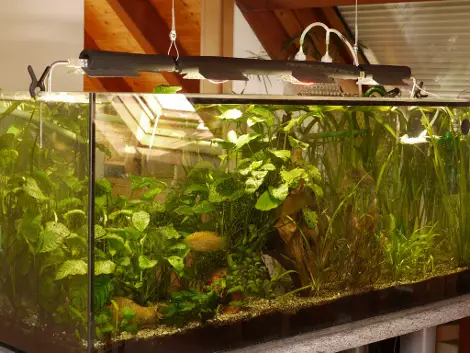 https://aquariumia.com/do-aquarium-lights-heat-water/