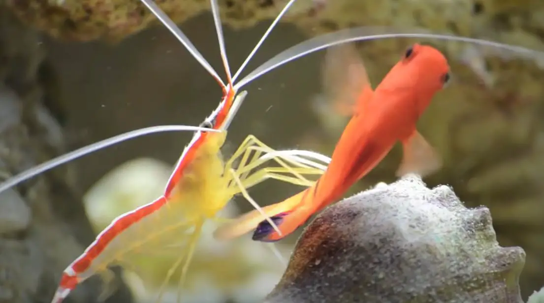 Do Cleaner Shrimp Eat Copepods?