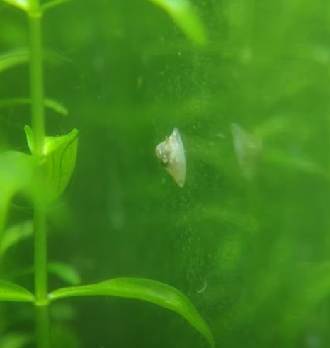 How to Get Rid of Limpets in Aquarium