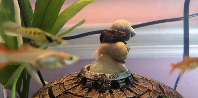 Why are My Snails on Top of Each Other