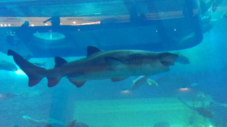 Sand Tiger Shark Dubai Aquarium