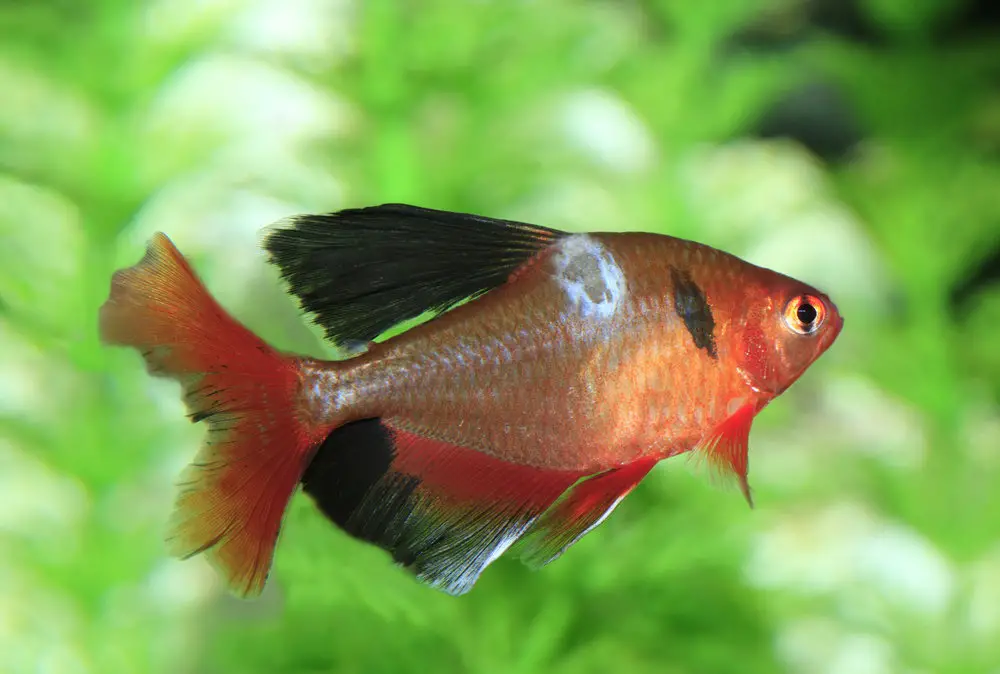 https://aquariumia.com/blog/page/10/